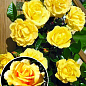 Эксклюзив! Роза плетистая ярчайше желтая "Солнце свет" (Sun light)  (саженец класса АА+, премиальный морозостойкий сорт)
