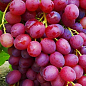 Виноград "Велес" (кишмиш, ранний срок созревания, грозди очень крупные, весом до 1500 г)