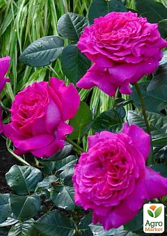 Роза чайно-гибридная "Саманта" (саженец класса АА+) высший сорт2