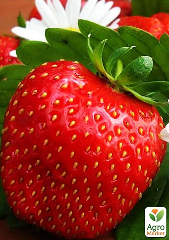 Клубника "Королева Елизавета" (ремонтантный сорт, ранний срок созревания)