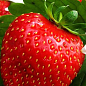 Клубника "Королева Елизавета" (ремонтантный сорт, ранний срок созревания)