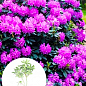 Рододендрон кетевбінський 5-ти річний "Розеум Елеганс" (Roseum Elegans) С7,5л висота 1,2-1,4м