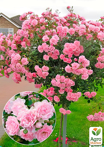Роза штамбовая мелкоцветковая "The Fairy" (саженец класса АА+) высший сорт