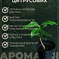 Мандарин "Абхазький" (саджанець 2 роки)