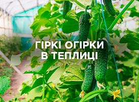 Гіркі огірки в теплиці: причини, як запобігти та виправити | Agro-market