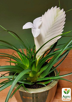 Тилландсия "Biancini" (Tillandsia Cyanea)3