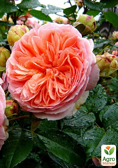 Роза шрабовая "Чиппендейл"1