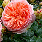 Роза шрабовая "Чиппендейл"