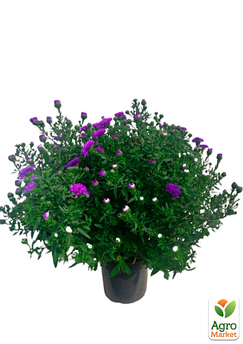 Айстра ново-бельгійська "Henry I Purple" (С1,5 висота 20-30см) - фото 2