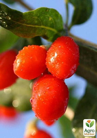 Годжи "Корнан биг" (перекрестное опыление, садить по 2 шт)