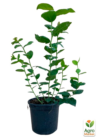 Лохина (чорниця садова) 2 роки "Патріот" С1,5 висота 50-60см - фото 7