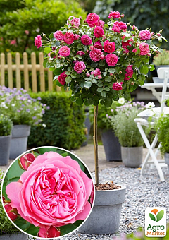 Ексклюзив! Троянда штамбова пурпурно-рожева "Шпінель" (Spinel) (саджанець класу АА +, преміальний довгоквітучі сорт)2
