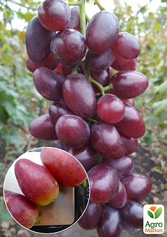 Виноград "Полонез" (надранній сорт, велика ягода гармонійного смаку)2