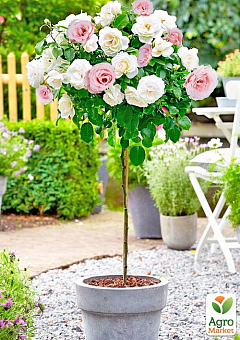 Троянда штамбова двокольорова "Свані+Лідія" (саджанець класу АА+) вищий сорт 1
