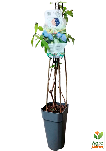 LMTD Жимолість "Duet" (сортова, укорінена) - фото 3