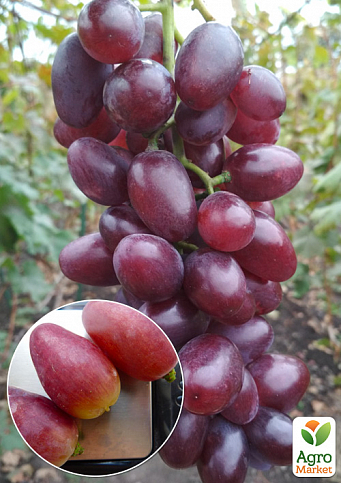 Виноград "Полонез" (надранній сорт, велика ягода гармонійного смаку)