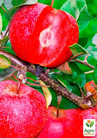 Яблуня «Байя Маріса» (з ароматом полуниці, червоном'яса) - фото 2