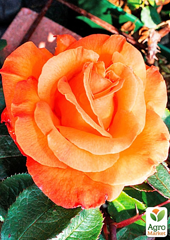 Троянда плетиста "Оранж Даун" (саджанець класу АА+) вищий сорт  - фото 2
