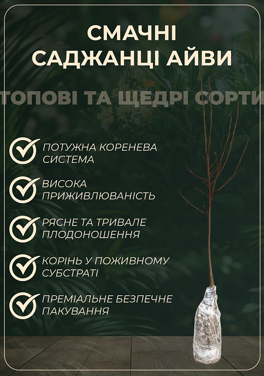 Эксклюзив! Айва продолговатая "Мария" (Maria) (премиальный морозостойкий сорт, среднего срока созревания)