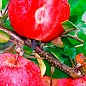 Яблоня "Байя Мариса" (с ароматом клубники, красномясая) купить