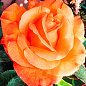 Роза плетистая "Оранж Даун" (саженец класса АА+) высший сорт купить