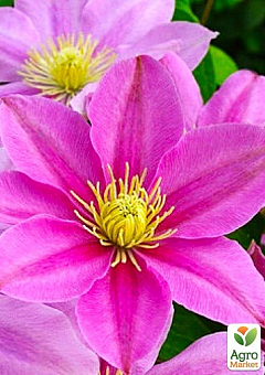 Клематис 3-х летний "Pink Beauty" С223