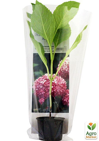 Гортензія крупнолиста рожева "Непереможна краса" (Unbeatable beauty) - фото 5