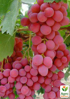 Виноград "Червона Роза" (кишмиш, ранньо-середній термін дозрівання, має тривалий термін зберігання ягід)1