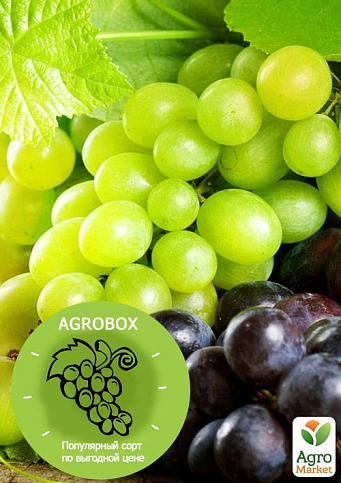 Ексклюзив! AGROBOX з саджанцем смачного винограду