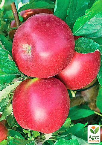 Яблуня "Рубінове Дуки" (зимовий сорт, пізній термін дозрівання) 