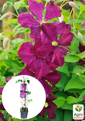LMTD Клематис 2-х летний "Mikelite" (высота 40-60 см)