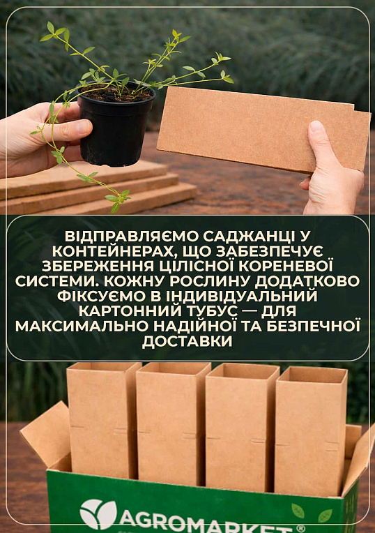 Барвинок малый "Blue and Gold" вазон С1.5