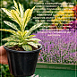 Лаванда зубчаста "Royal Krown" (контейнер № 10, висота 10-15 см)