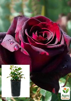 Троянда в контейнері чайно-гібридна "Black Magic" (саджанець класу АА+)2