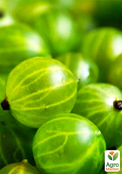 Эксклюзив! Крыжовник зелёный "Изумруд" (Emerald) (премиальный высокоурожайный сорт)2