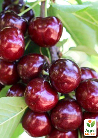 Черешня "Канада Гігант" (суперсолодкий сорт, середній термін дозрівання)