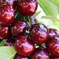 Черешня "Канада Гігант" (суперсолодкий сорт, середній термін дозрівання)