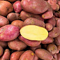 Картопля "Ред Скарлет" насіннєва рання (1 репродукція) 10кг