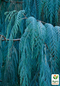 Кипарис Кашмирский 3-х летний (Cupressus Cashmeriana) С1,5 высота 70-80см6