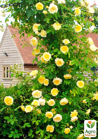 Троянда плетиста "Дукат" (саджанець класу АА+) вищий сорт - фото 5
