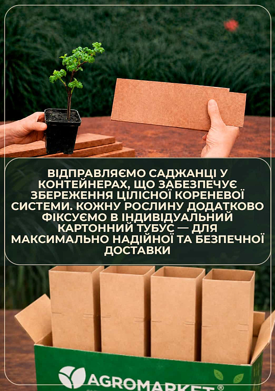 Калина декоративна Бульденеж - фото 4