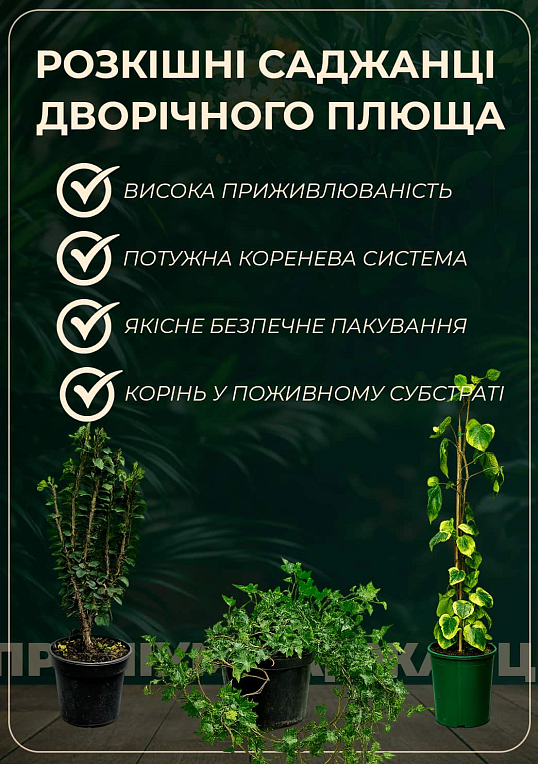 Плющ звичайний 2-х річний "Thorndale" (Hedera helix 'Thorndale') С2 висота 35-90см