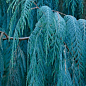 Кіпаріс Кашмірський 3-х річний (Cupressus Cashmeriana) С1,5 висота 70-80см купить
