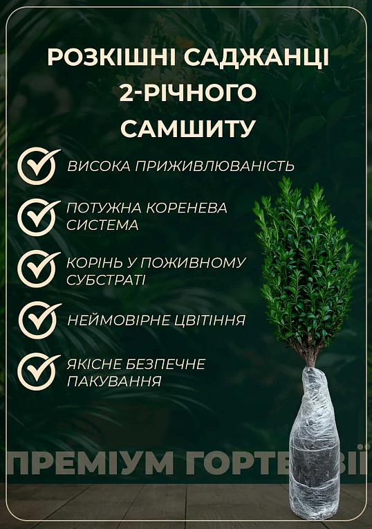 Самшит вечнозеленый 2 х летний саженец