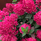 Гортензия метельчатая "Лидия" 