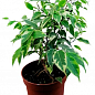 Фикус Бенджамина вариегатный "Саманта" (Ficus benjamina Samantha) вазон Р9 купить