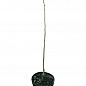 Хурма янтарна на віргінській морозостійкій підщепі "Гігант" укорінена в контейнері (саджанець 2 роки) цена