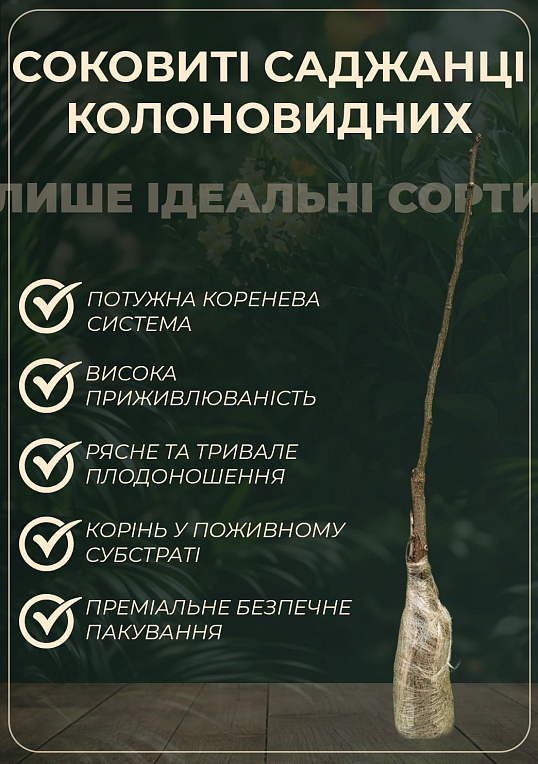 Яблуня колоновидна "Джин" (зимовий сорт, пізній термін дозрівання) - фото 2