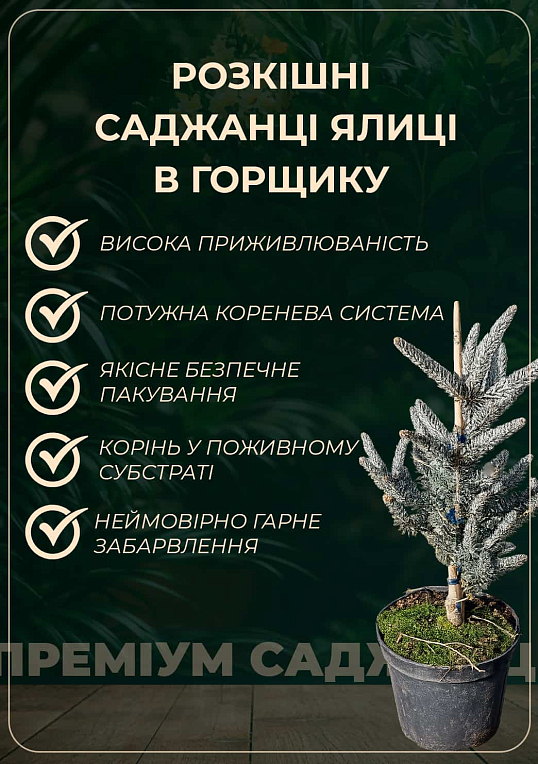 Пихта кавказская нордмана "Aurea" С12, высота 40-50см