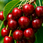 Черешня "Анита" (летний сорт, ранний срок созревания)